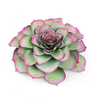 Matrita Sizzix Framelits Large Succulent, 5buc